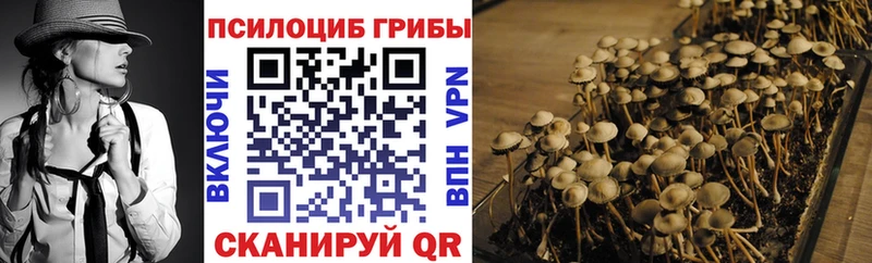 Галлюциногенные грибы Psilocybe  купить наркоту  Дорогобуж 